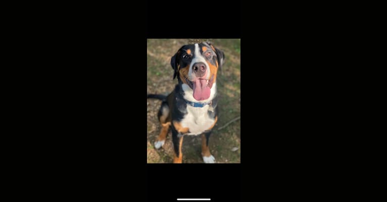 Murphy, a Greater Swiss Mountain Dog tested with EmbarkVet.com