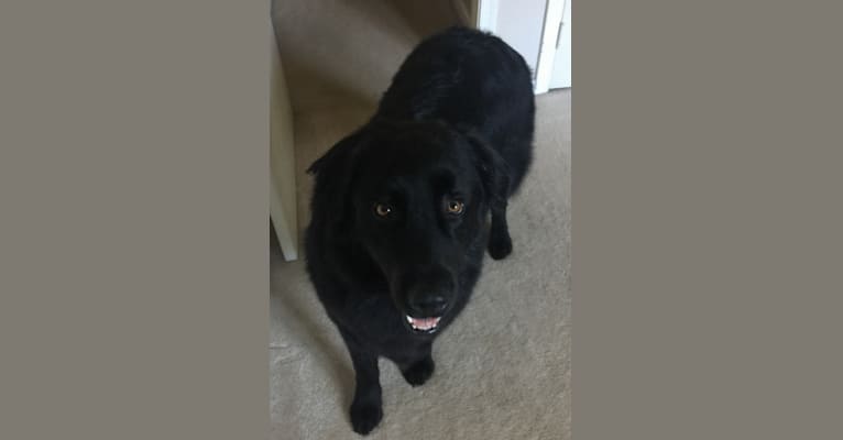 Remy, a Labrador Retriever and Australian Cattle Dog mix tested with EmbarkVet.com
