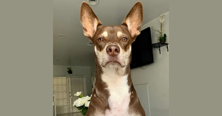 Yoshi, an American Pit Bull Terrier and German Shepherd Dog mix tested with EmbarkVet.com