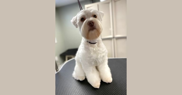 Watson, a Miniature Schnauzer tested with EmbarkVet.com
