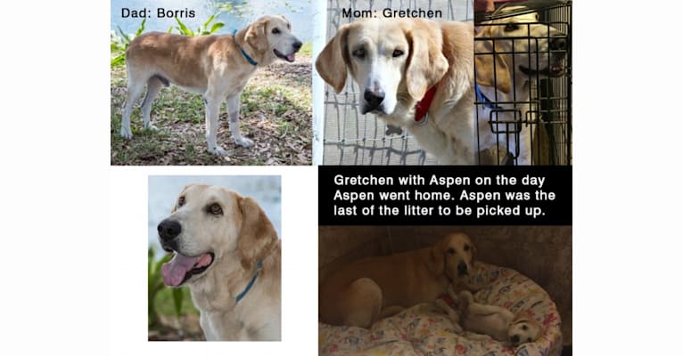 Photo of Aspen, a Bloodhound and German Shepherd Dog mix in Big Dog Ranch Rescue, Okeechobee Boulevard, Loxahatchee Groves, FL, USA