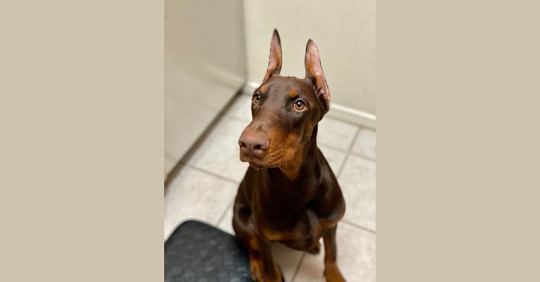 Alita Sant Kreal, a Doberman Pinscher tested with EmbarkVet.com