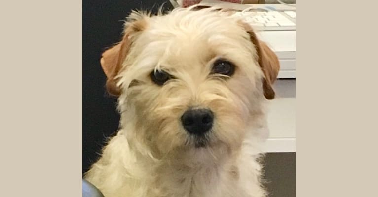schnauzer mixed with pug