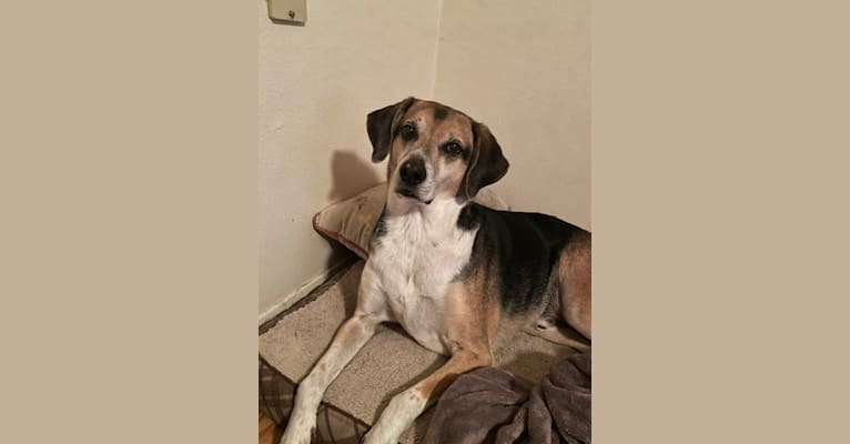 Jake, an American Foxhound and Beagle mix tested with EmbarkVet.com