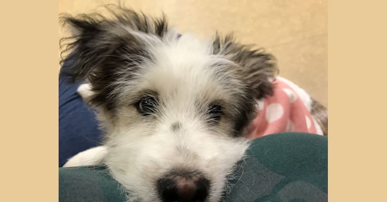 Schnauzer cattle dog mix shop