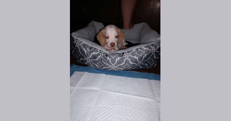 Photo of Lusa, a Beagle  in Kentucky, USA