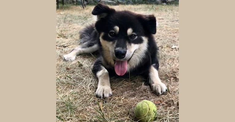 Mina, a Japanese or Korean Village Dog tested with EmbarkVet.com