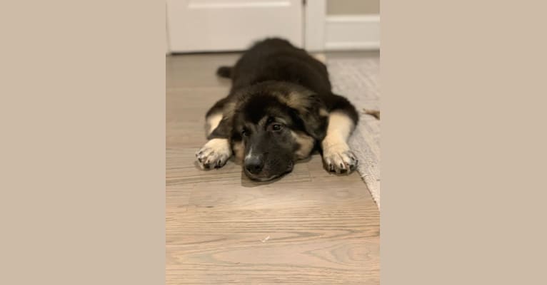 Archie, a German Shepherd Dog and Great Pyrenees mix tested with EmbarkVet.com