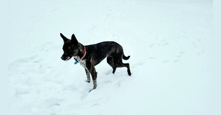 Photo of Butler, an Australian Cattle Dog, American Pit Bull Terrier, Chihuahua, and Mixed mix in Lakeside, Texas, USA