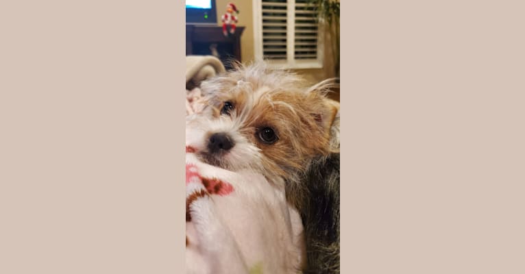 Photo of Tula Jemima Boone, a Shih Tzu, Chihuahua, and Mountain Cur mix in Dallas, TX, USA