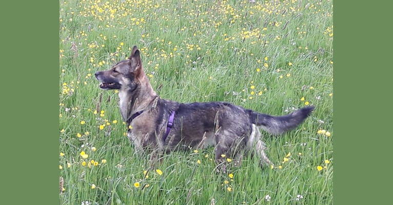 Angie, an Eastern European Village Dog and West Siberian Laika mix tested with EmbarkVet.com