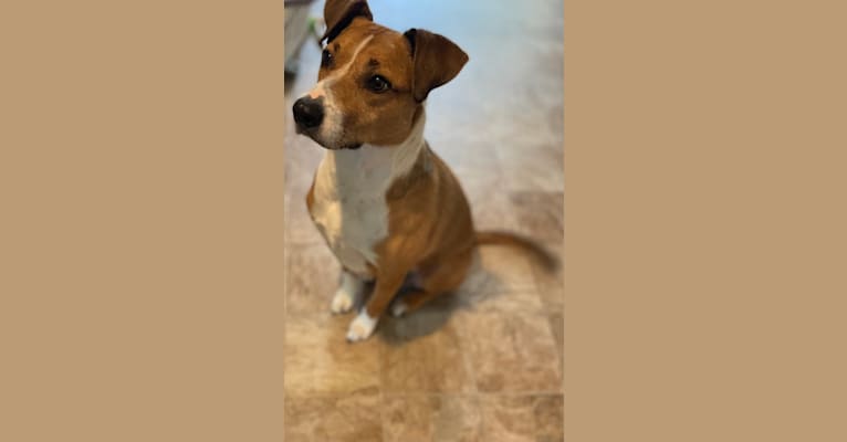 Luna, a Staffordshire Terrier and Labrador Retriever mix tested with EmbarkVet.com