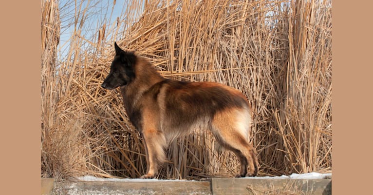 Rook, a Belgian Shepherd tested with EmbarkVet.com