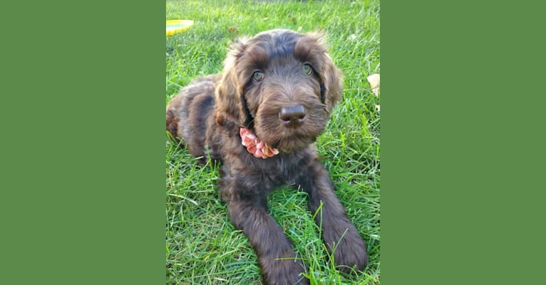 Photo of Maggie, a Labradoodle 