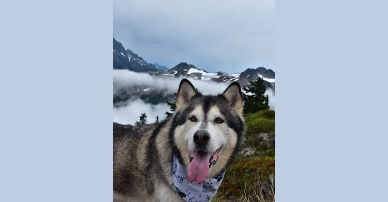 Walker, an Alaskan Malamute tested with EmbarkVet.com