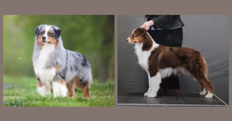 Zoey, an Australian Shepherd Group tested with EmbarkVet.com