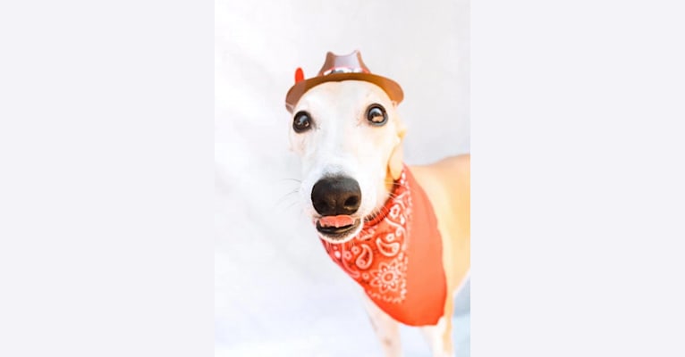Pixie, a Whippet tested with EmbarkVet.com