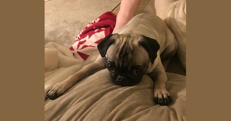 Photo of Kylie, a Pug  in Booneville, MS, USA