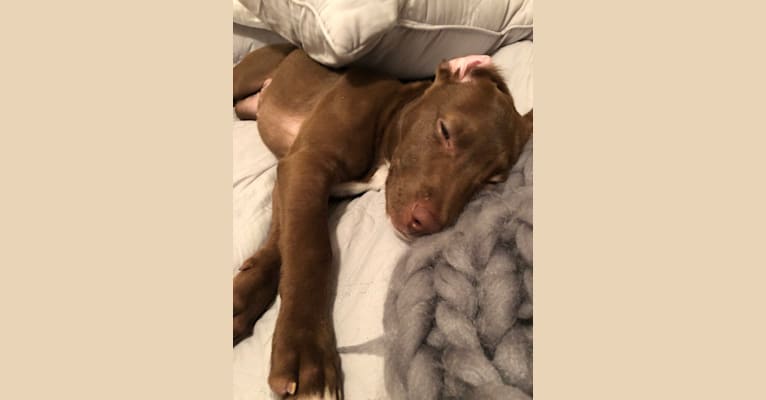 Juniper, an American Pit Bull Terrier and German Shepherd Dog mix tested with EmbarkVet.com