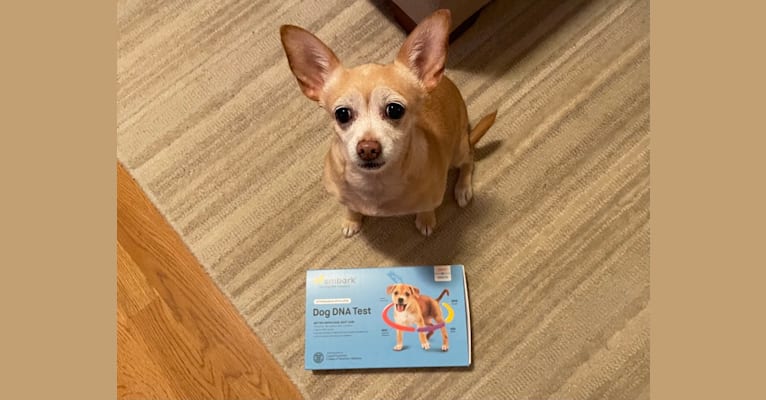 Rylie, a Chihuahua tested with EmbarkVet.com