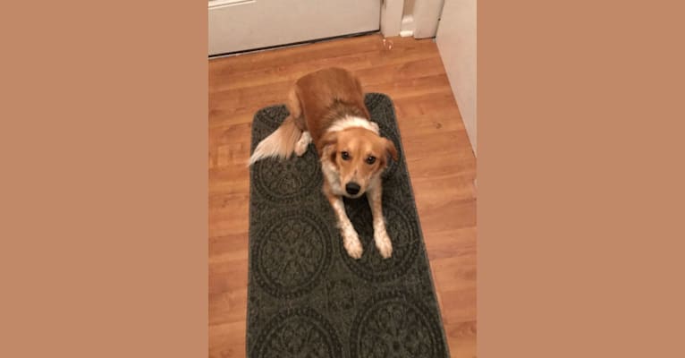 Mendon, a Beagle and Great Pyrenees mix tested with EmbarkVet.com