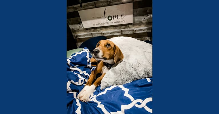 Arlo, a Beagle and Mountain Cur mix tested with EmbarkVet.com