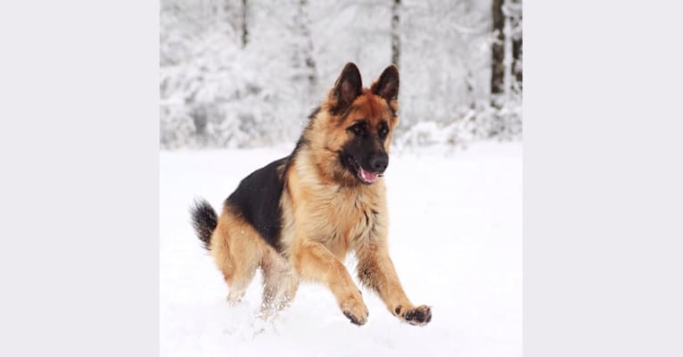 Bergen, a German Shepherd Dog tested with EmbarkVet.com