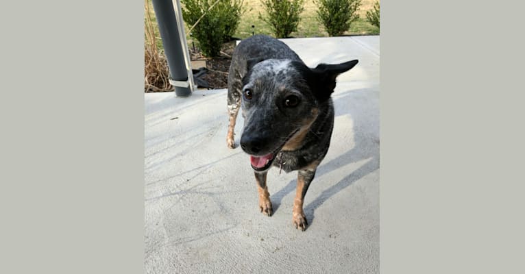 Kaz, an Australian Cattle Dog tested with EmbarkVet.com