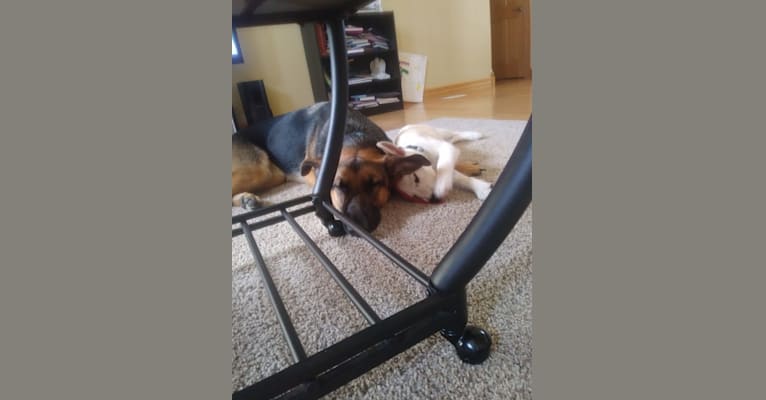 Axel, an Australian Cattle Dog and Australian Shepherd mix tested with EmbarkVet.com