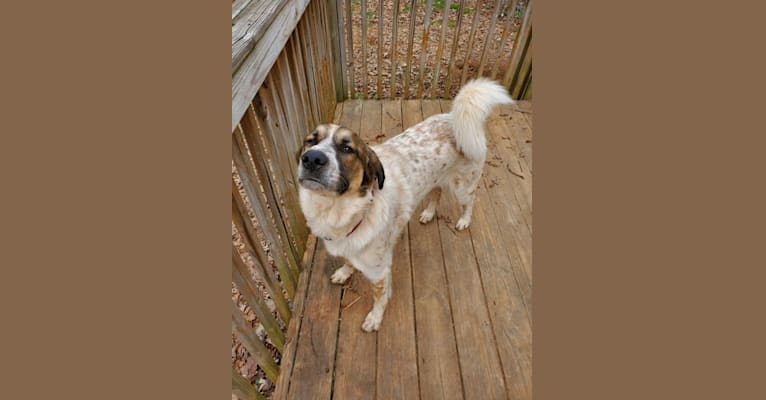 Daisy, a Great Pyrenees and Boxer mix tested with EmbarkVet.com