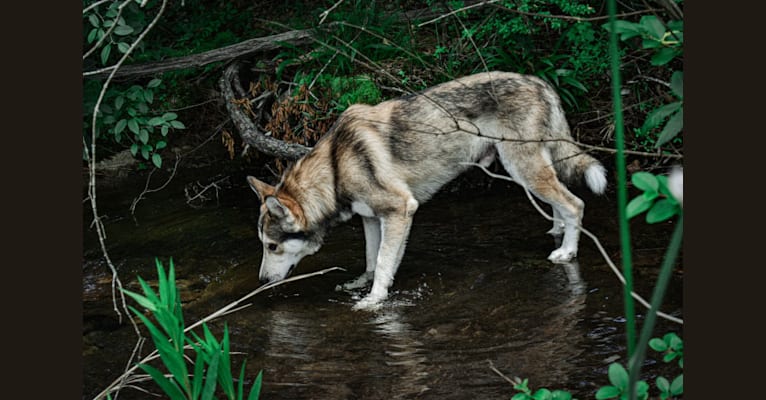 Koda a dog tested with EmbarkVet.com