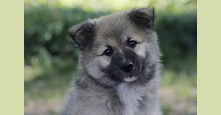 Iroh, an Icelandic Sheepdog tested with EmbarkVet.com