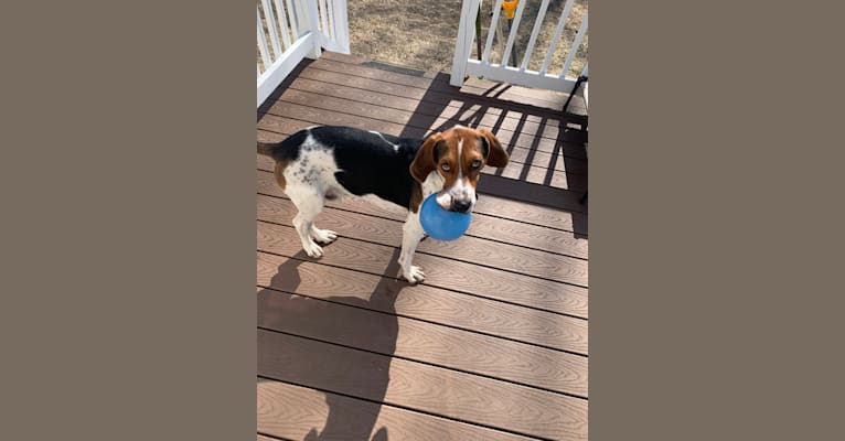 Luca, a Treeing Walker Coonhound tested with EmbarkVet.com