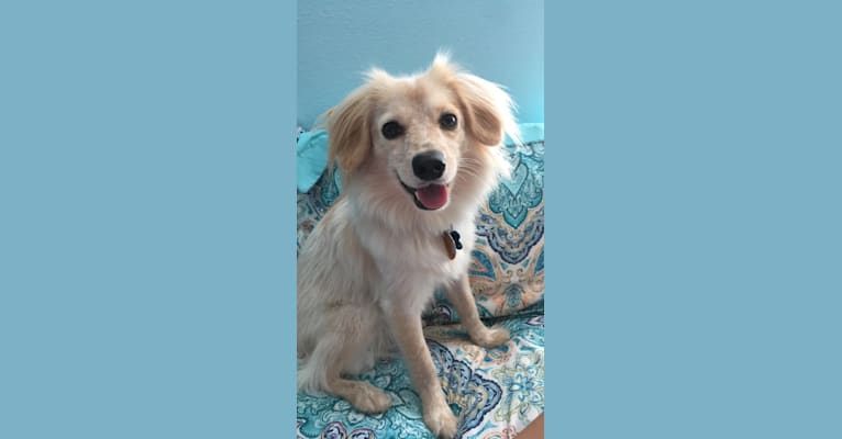 Ollie, a Pomeranian and Chihuahua mix tested with EmbarkVet.com