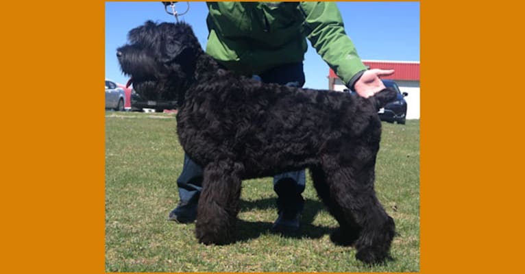 Luna, a Black Russian Terrier tested with EmbarkVet.com