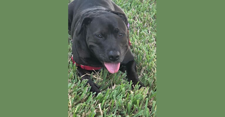 Snoop, an American Bully and Golden Retriever mix tested with EmbarkVet.com