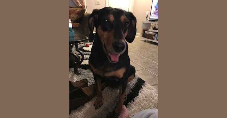 Sally, an American Leopard Hound tested with EmbarkVet.com