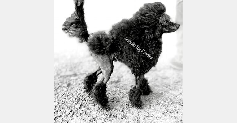 Pierre, a Poodle (Small) tested with EmbarkVet.com