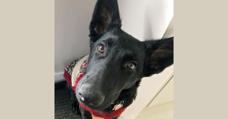 Kola, a German Shepherd Dog tested with EmbarkVet.com