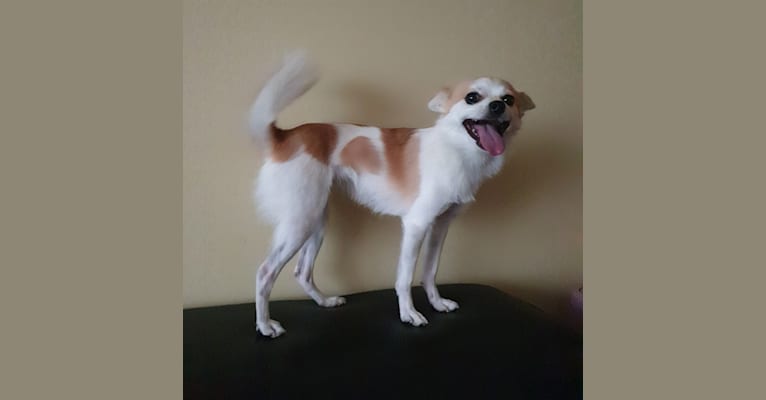 JeriJeree, a Japanese or Korean Village Dog tested with EmbarkVet.com
