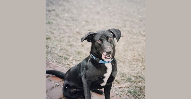 Photo of Hamish, a Labrador Retriever, Australian Cattle Dog, American Bully, and Mixed mix in West Virginia, USA
