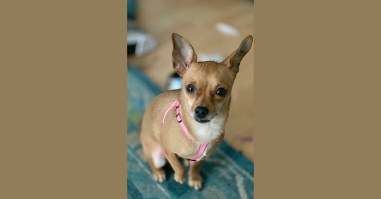 Figgy Smallz, a Miniature Pinscher and Chihuahua mix tested with EmbarkVet.com