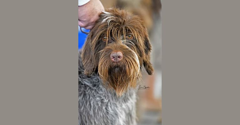 Zsa Zsa, a Wirehaired Pointing Griffon tested with EmbarkVet.com