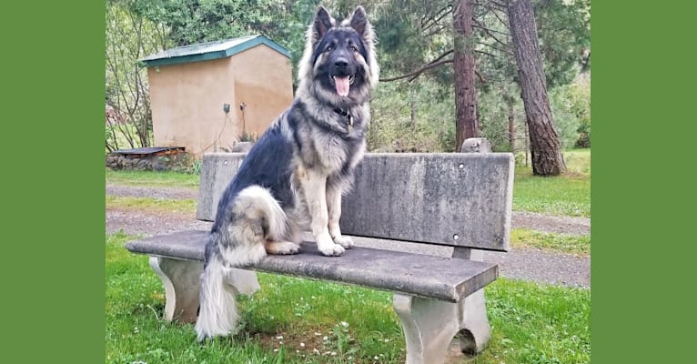 short haired shiloh shepherd