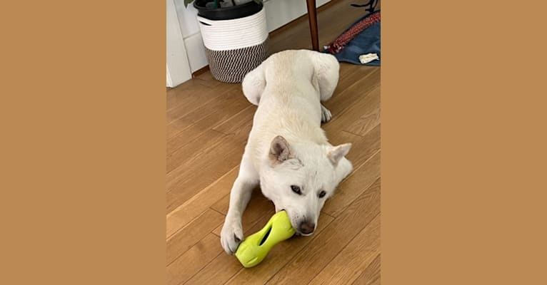 Chanee, a Japanese or Korean Village Dog tested with EmbarkVet.com