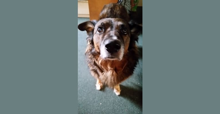 Rocky, a German Shepherd Dog and Border Collie mix tested with EmbarkVet.com