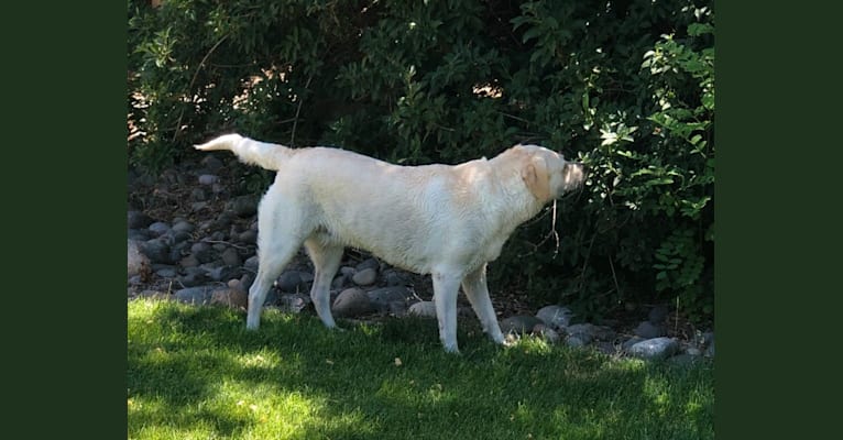 Brixton Cream of the Carson Valley, a Labrador Retriever tested with EmbarkVet.com