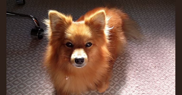 Riley, a Pomeranian tested with EmbarkVet.com