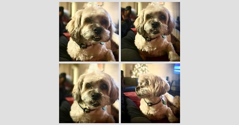 Charles, a Lhasa Apso (9.6% unresolved) tested with EmbarkVet.com