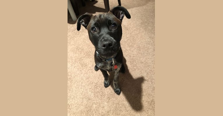 Photo of Talon, an American Pit Bull Terrier and German Shepherd Dog mix